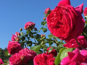 IMG_2236